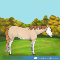 Horse Color:Red Dun Splash 
