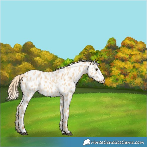 Horse Color:Palomino Dun Near Leopard  and Palomino Dun Near Leopard 