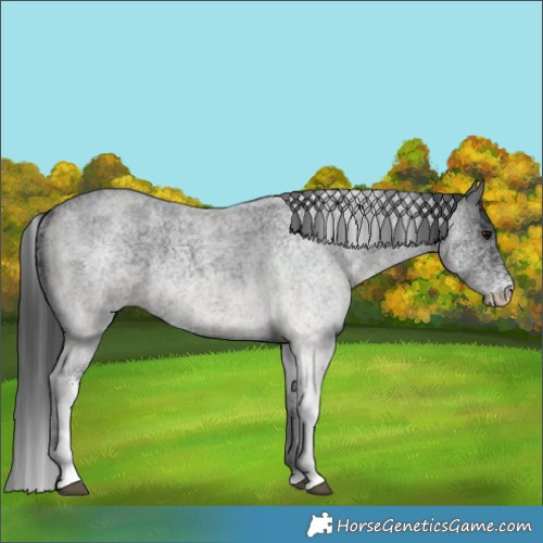 Horse Color:White Spotted Blue Roan