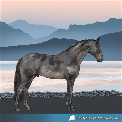 Horse Color:Smoky Black Merle Rabicano