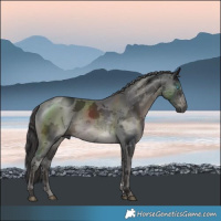 Horse Color:Smoky Black Merle Rabicano 