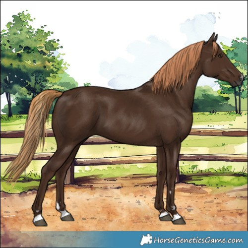 Horse Color:Gray Chestnut 