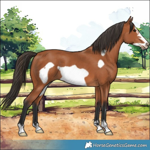 Horse Color:Bay Frame 