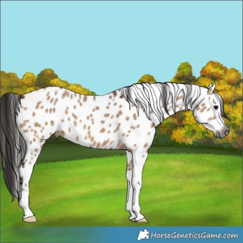 Horse Color:Gray Bay Dun Sabino Leopard 