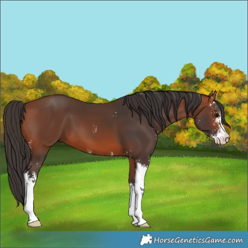 Horse Color:Bay Sabino 