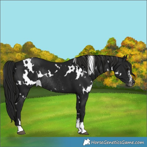 Horse Color:Gray White Spotted Black Sabino Rabicano 
