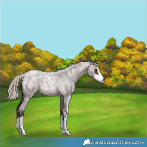 Horse Color:Gray Silver Bay Roan Sabino 