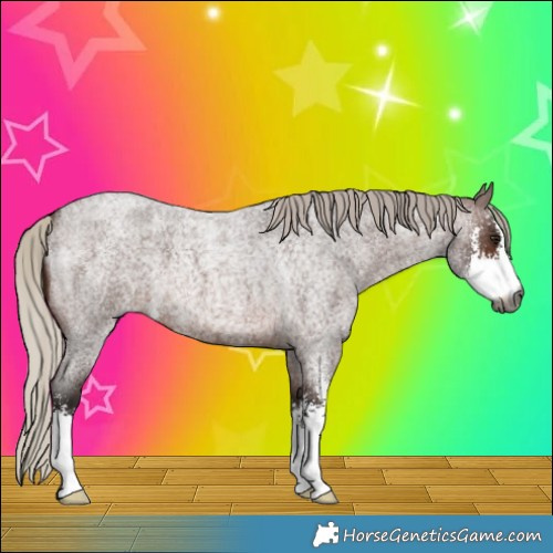 Horse Color:Gray Silver Bay Roan Sabino