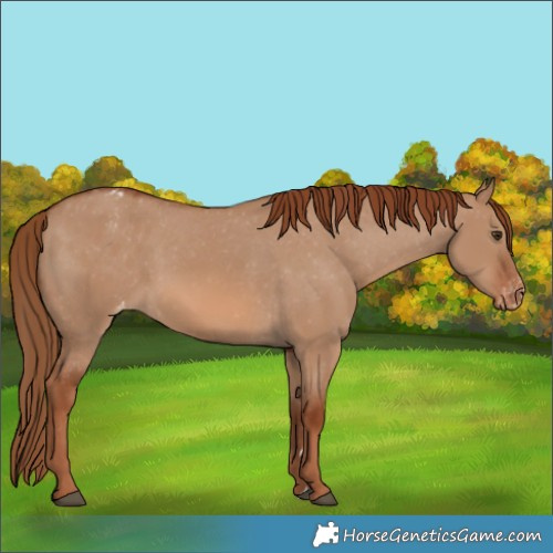 Horse Color:Red Dun Varnish Rabicano
