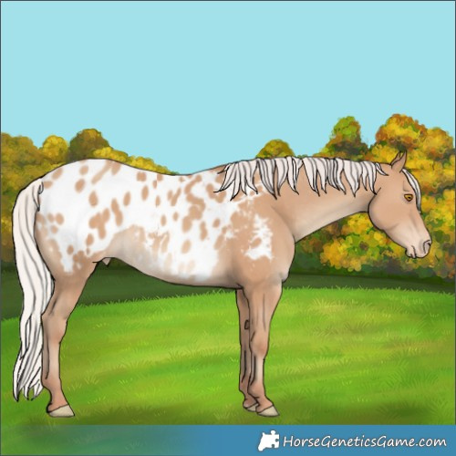 Horse Color:Silver Classic Champagne Near Leopard
