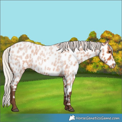 Horse Color:Silver Bay Roan Near Leopard Rabicano 