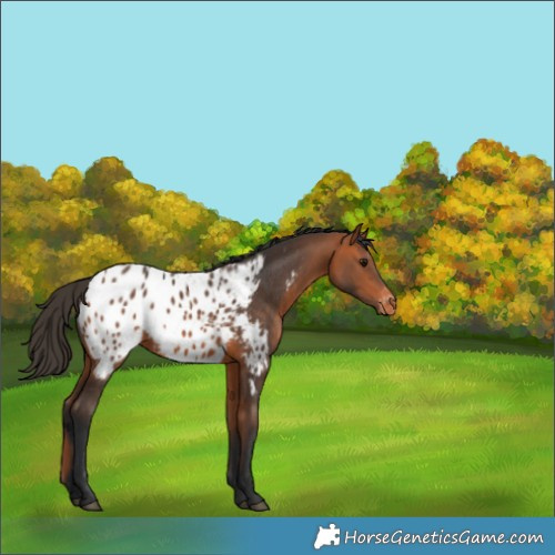 Horse Color:Bay Appaloosa Rabicano 