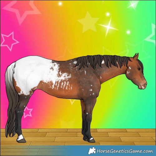 Horse Color:White Spotted Bay Snowcap Rabicano 