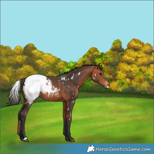 Horse Color:White Spotted Bay Appaloosa Rabicano 
