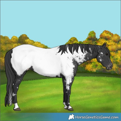 Horse Color:White Spotted Black Near Fewspot
