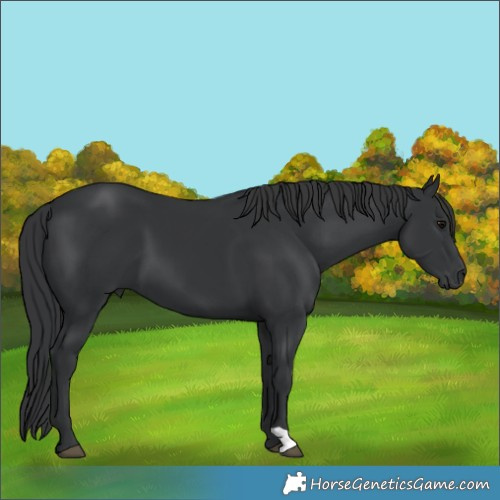Horse Color:Black 