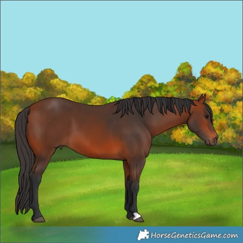 Horse Color:Bay 