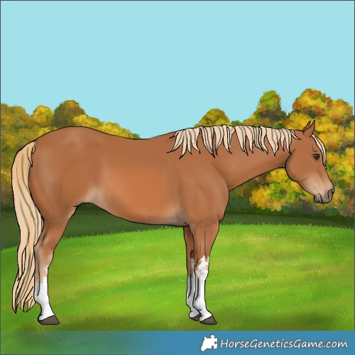 Horse Color:White Spotted Chestnut