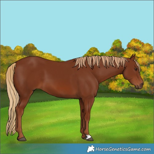 Horse Color:Chestnut 