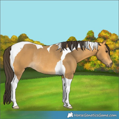 Horse Color:Buckskin Tobiano Rabicano 