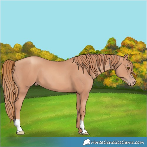 Horse Color:Gold Champagne