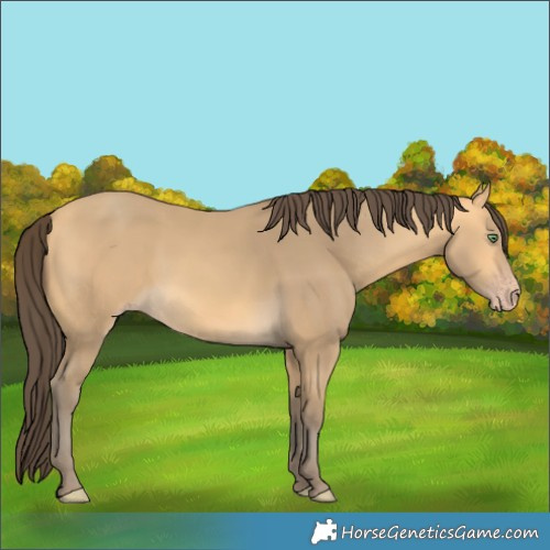Horse Color:Amber Cream Champagne 