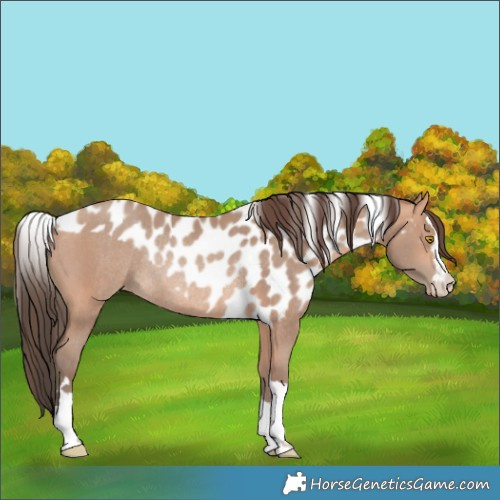Horse Color:Amber Champagne Skewed LP Spotted Rabicano