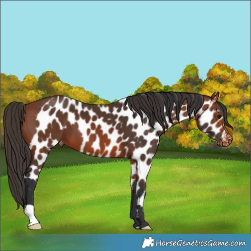 Horse Color:Bay Skewed LP Spotted