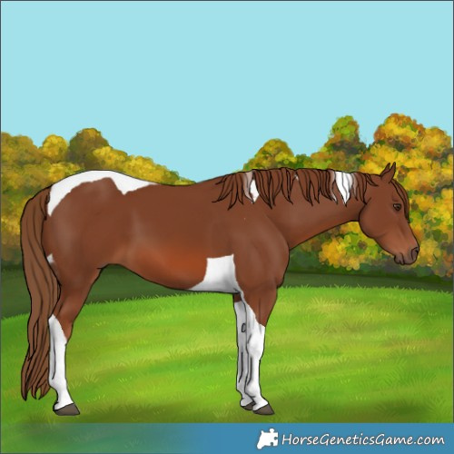 Horse Color:Chestnut Tobiano