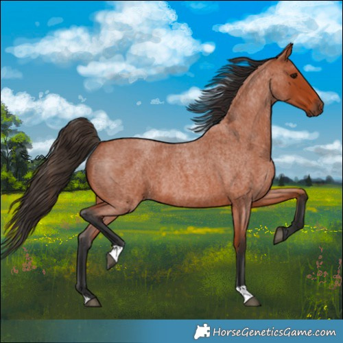Horse Color:Bay Roan