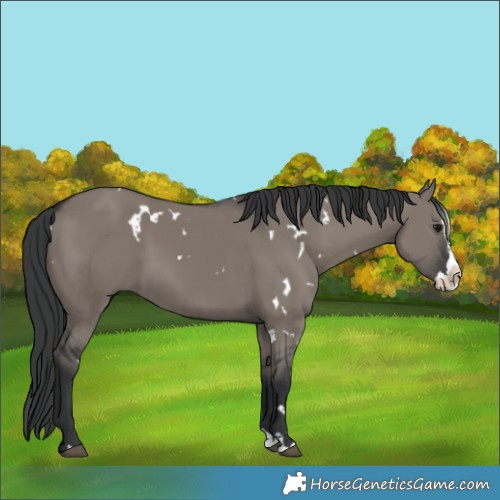 Horse Color:White Spotted Grullo Splash 