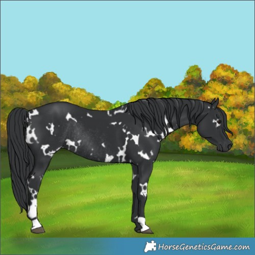 Horse Color:White Spotted Black Rabicano 