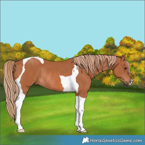Horse Color:Chestnut Tobiano Rabicano 