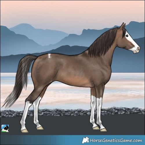 Horse Color:Brown Dun Splash Varnish