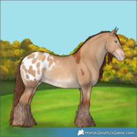 Horse Color:Gray Gold Champagne Dun Blanket 