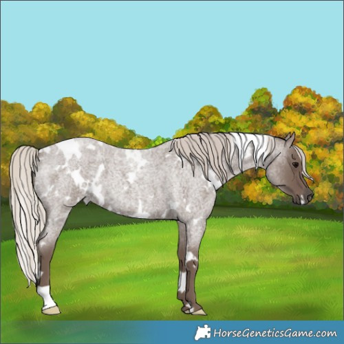 Horse Color:White Spotted Silver Blue Roan