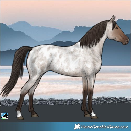 Horse Color:Liver Red Dun Roan Blanket