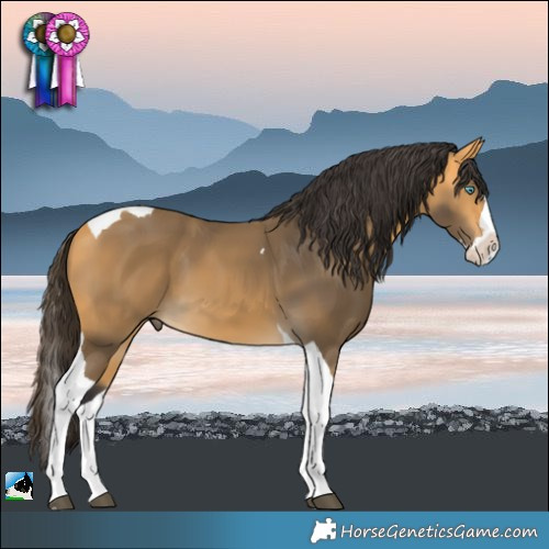 Horse Color:Buckskin Splash Tobiano 
