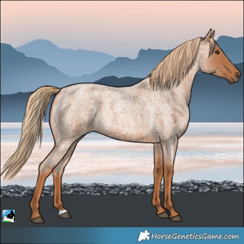 Horse Color:Red Roan
