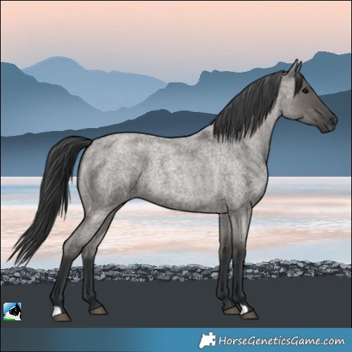 Horse Color:Grullo Roan 