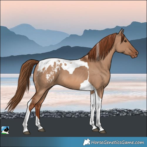 Horse Color:Red Dun Tobiano Varnish