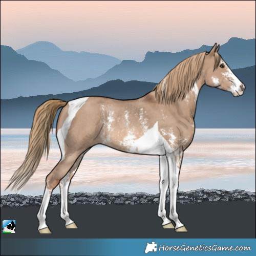 Horse Color:Red Dun Sabino Tobiano Rabicano
