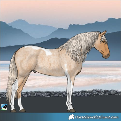 Horse Color:Palomino Roan Tobiano 