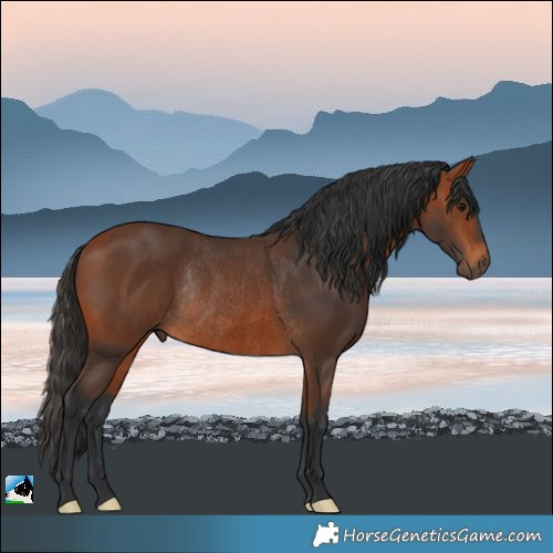 Horse Color:Bay Rabicano 