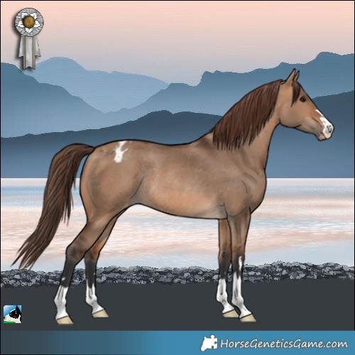 Horse Color:Bay Dun Appaloosa Rabicano 
