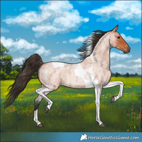 Horse Color:Bay Roan Tobiano 