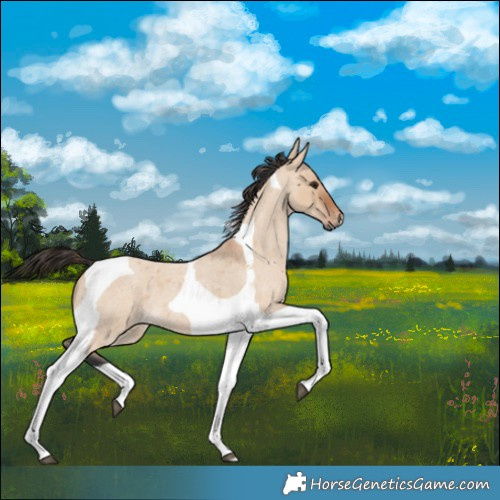 Horse Color:Bay Roan Dun Tobiano 
