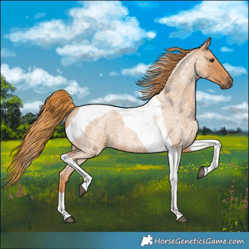 Horse Color:Red Roan Tobiano 