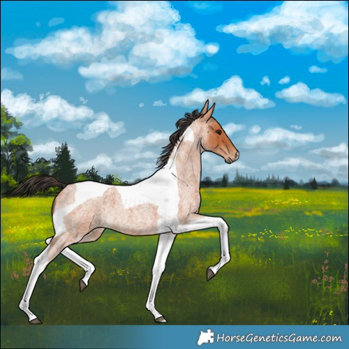 Horse Color:Bay Roan Tobiano