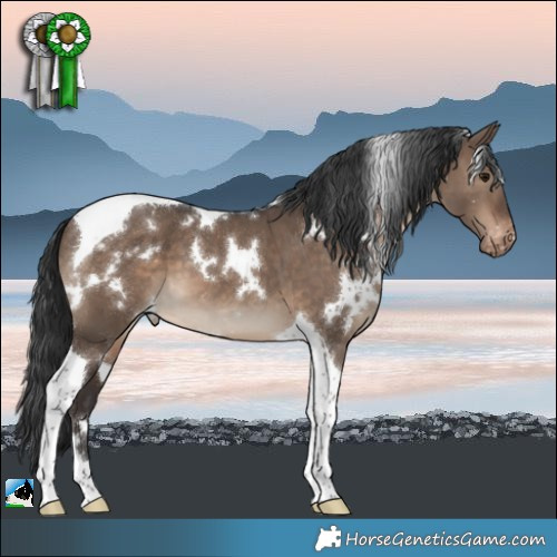 Horse Color:White Spotted Brown Dun Tobiano Appaloosa